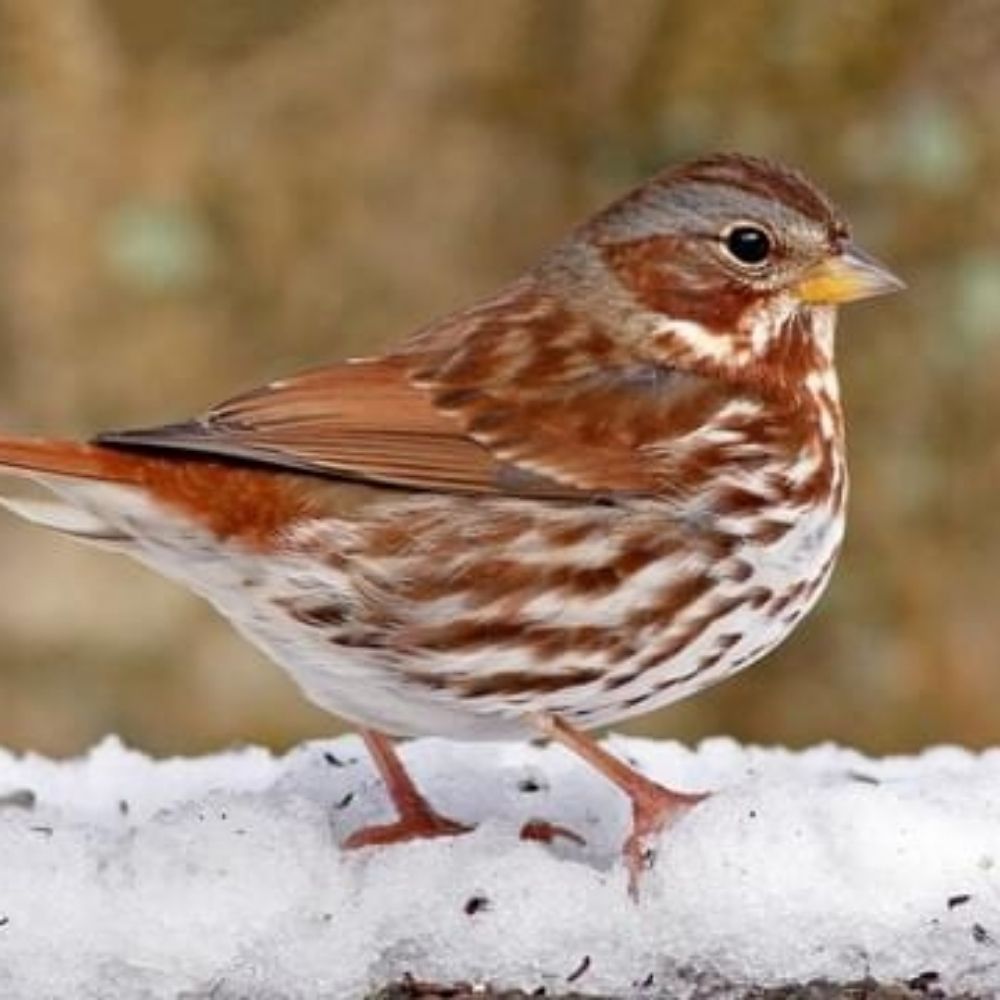 Gutterbird