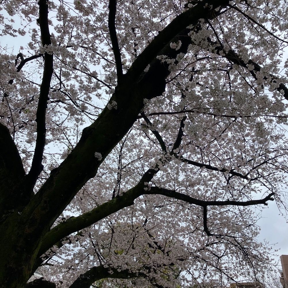 あおい