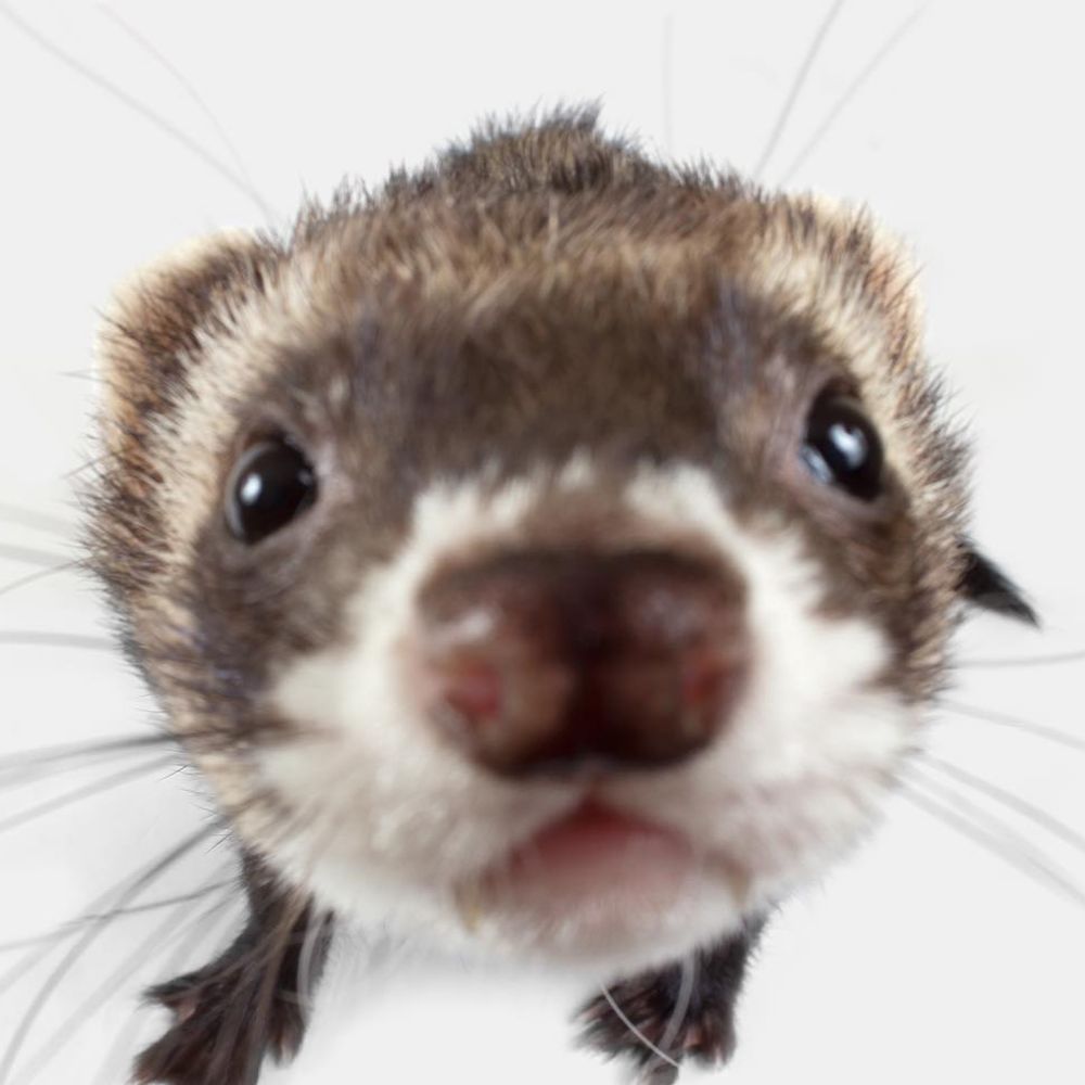 Wicked Ferret