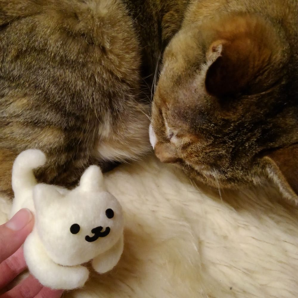 えこーねこ