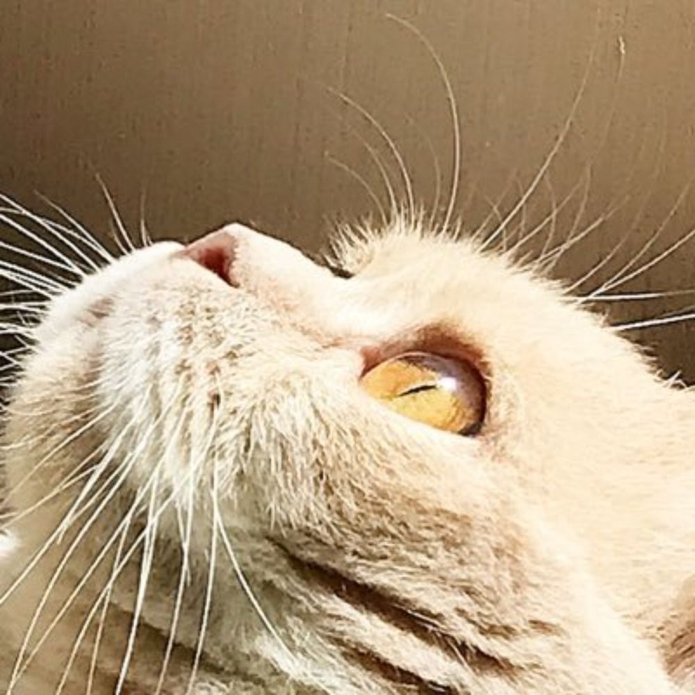 Koshka.