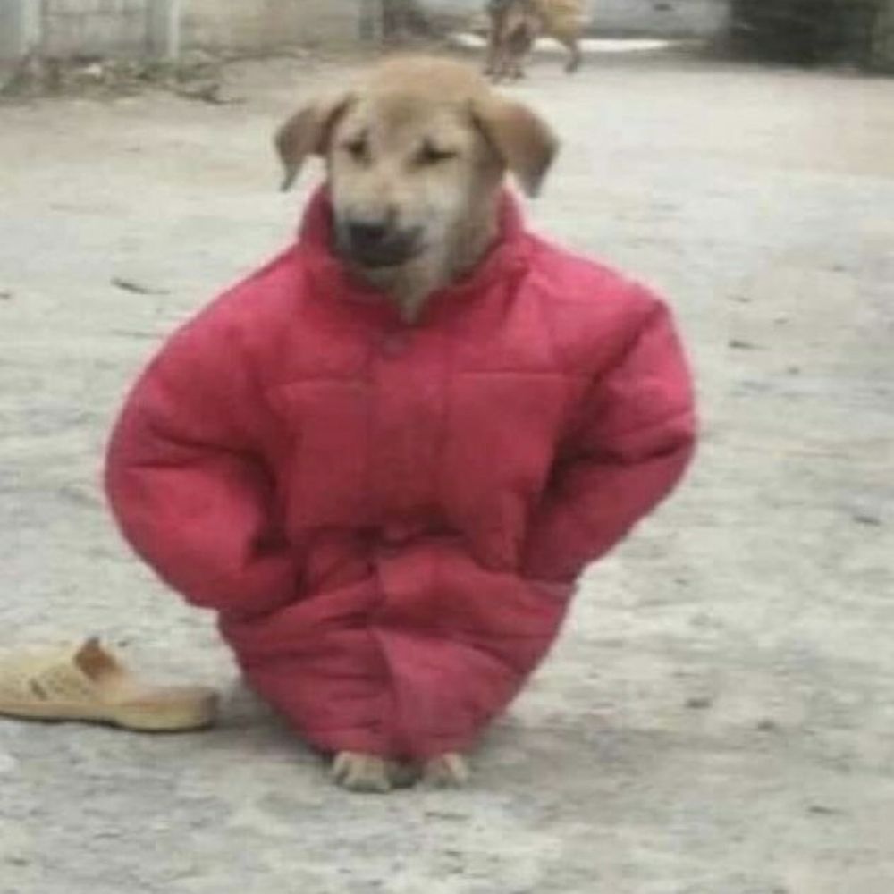 밥밥이