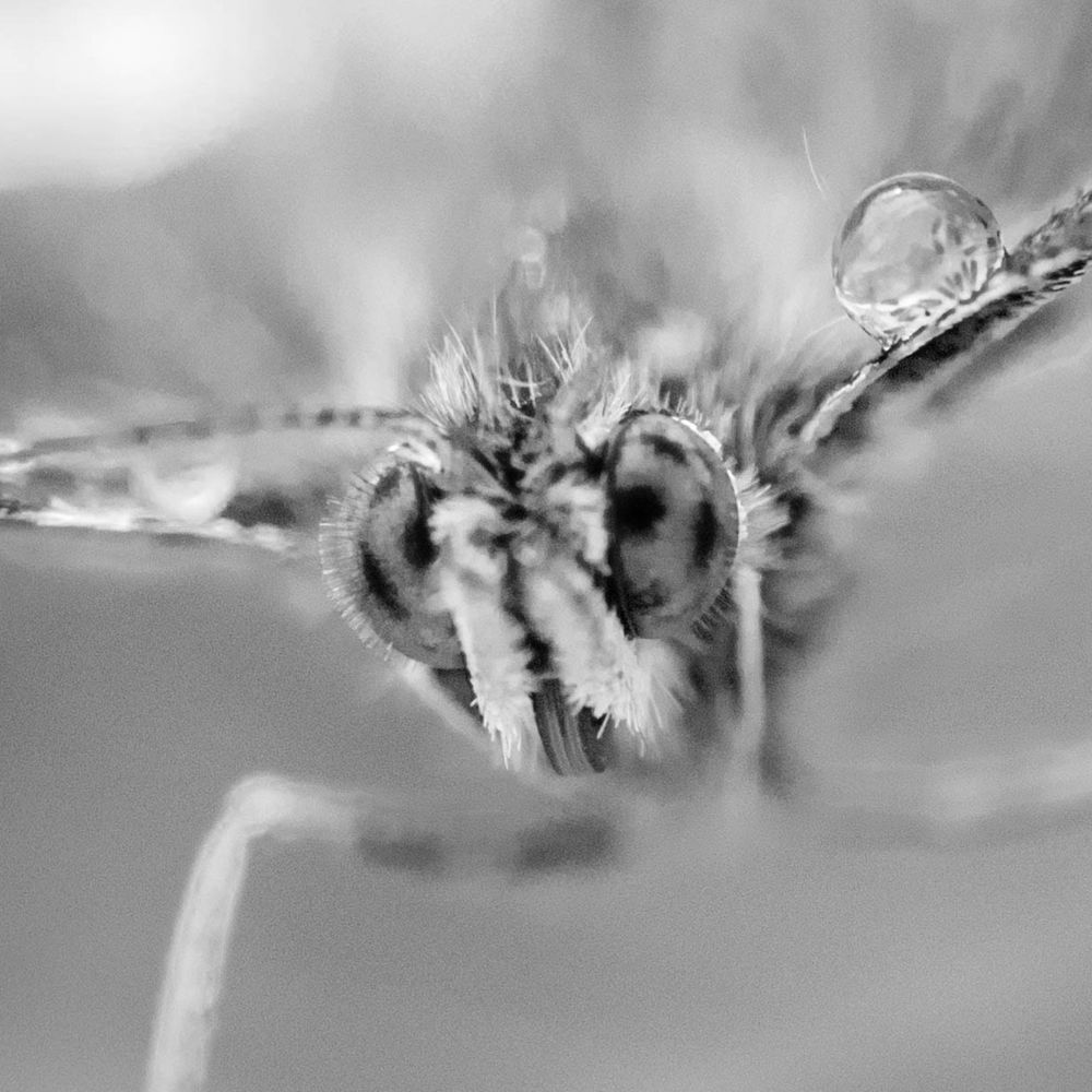 Ecology of Vision Lab, University of Bristol