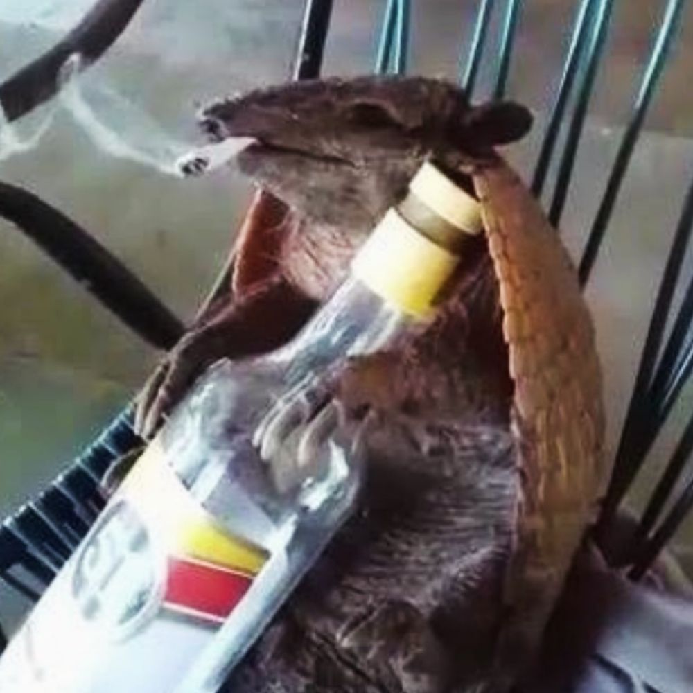 Pau com muito Gozo