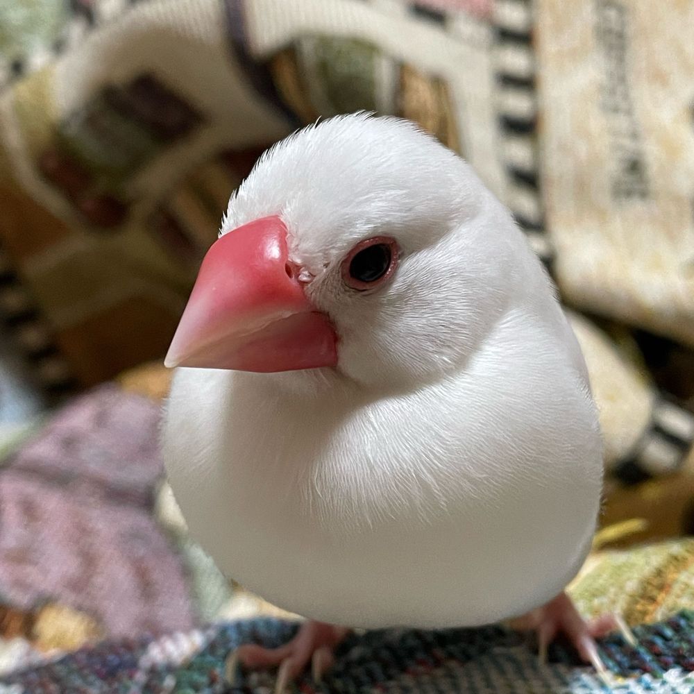 黒羽