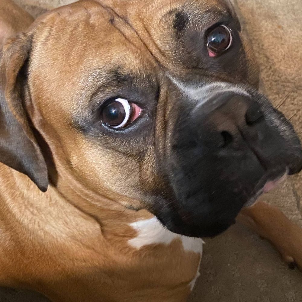 Boxermommyreads