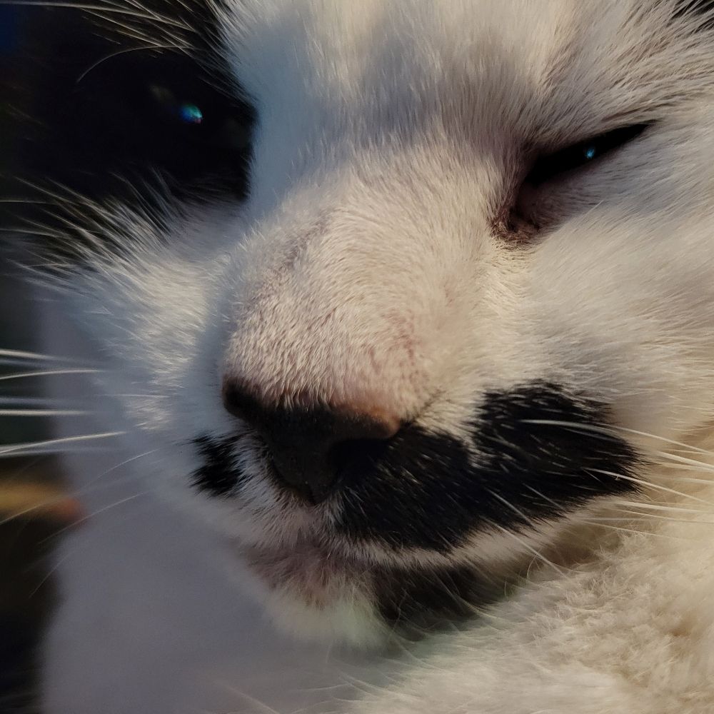 A Puff Ball