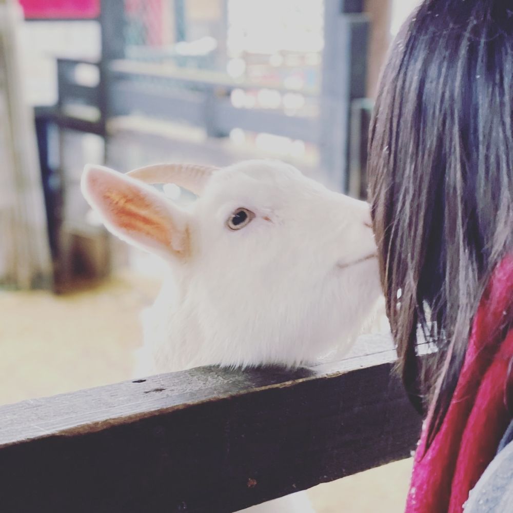 ゆきまる
