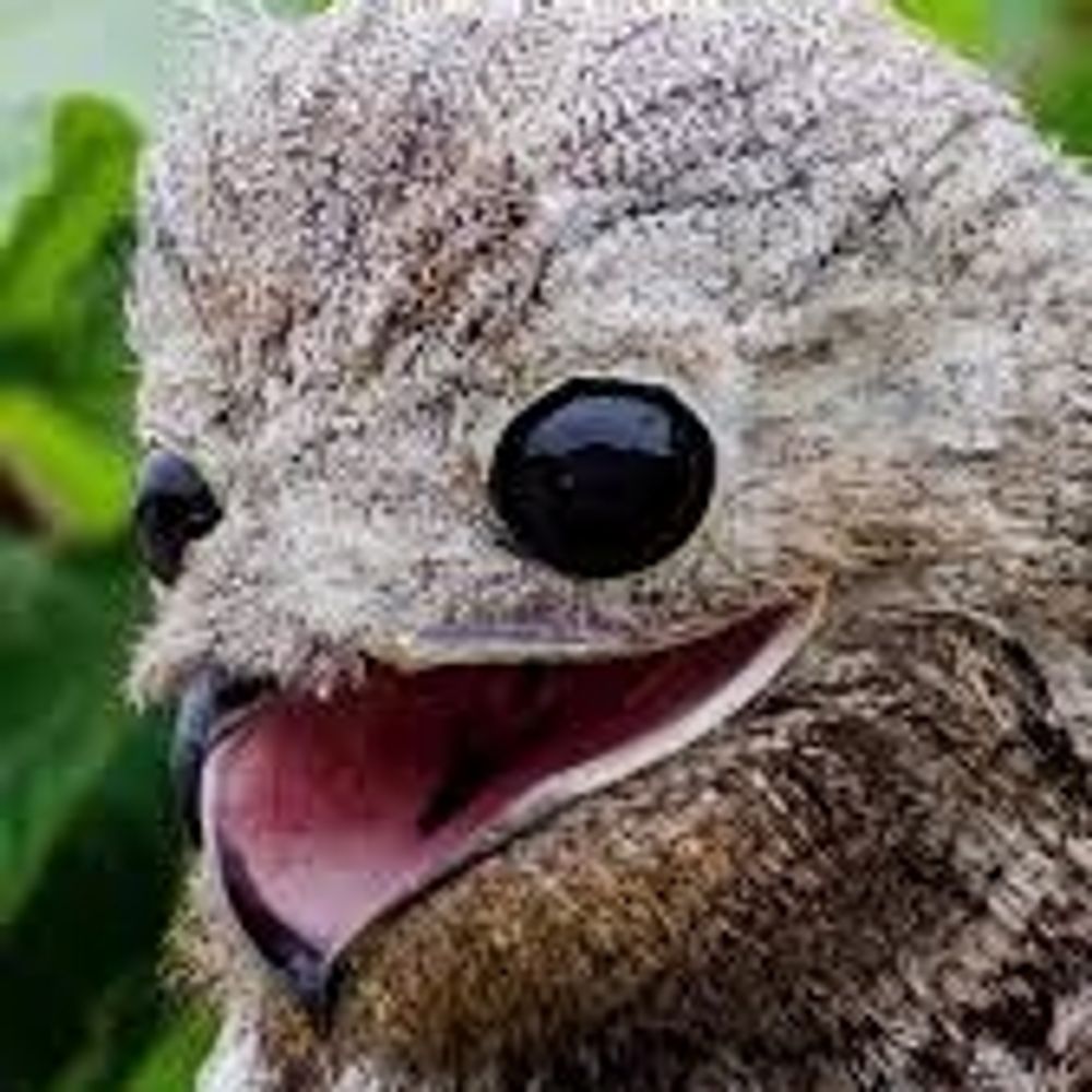 Self-deprecating Ghost Bird (Lulu)