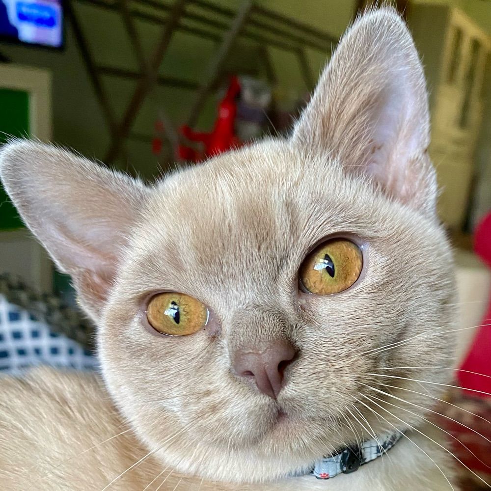 Lucy