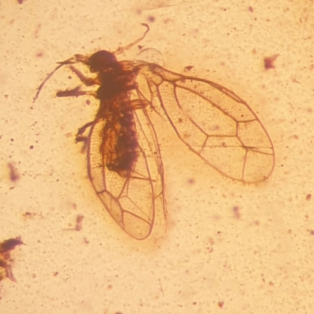 xdelclos