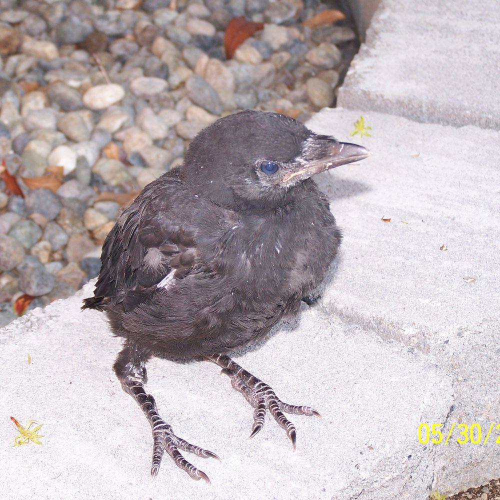 CrowGurrl