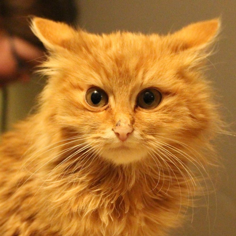 Feral House Cat