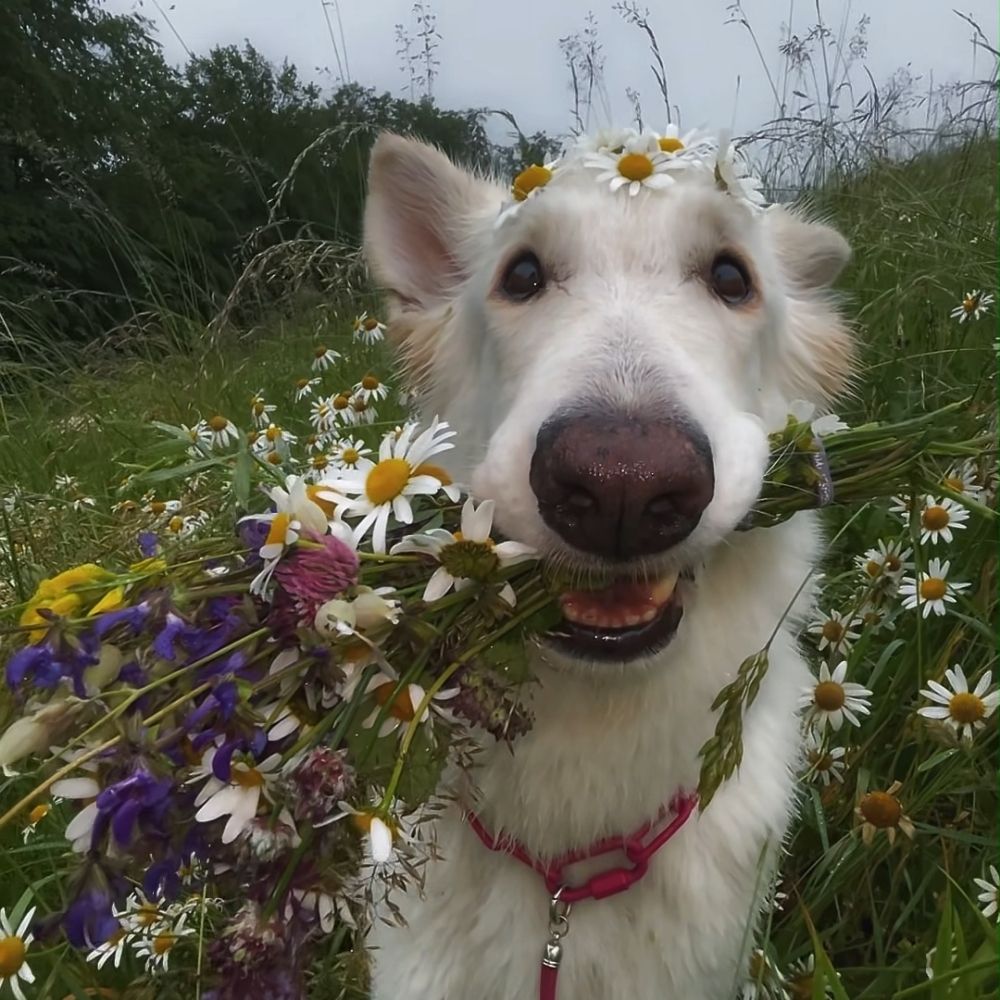 dog