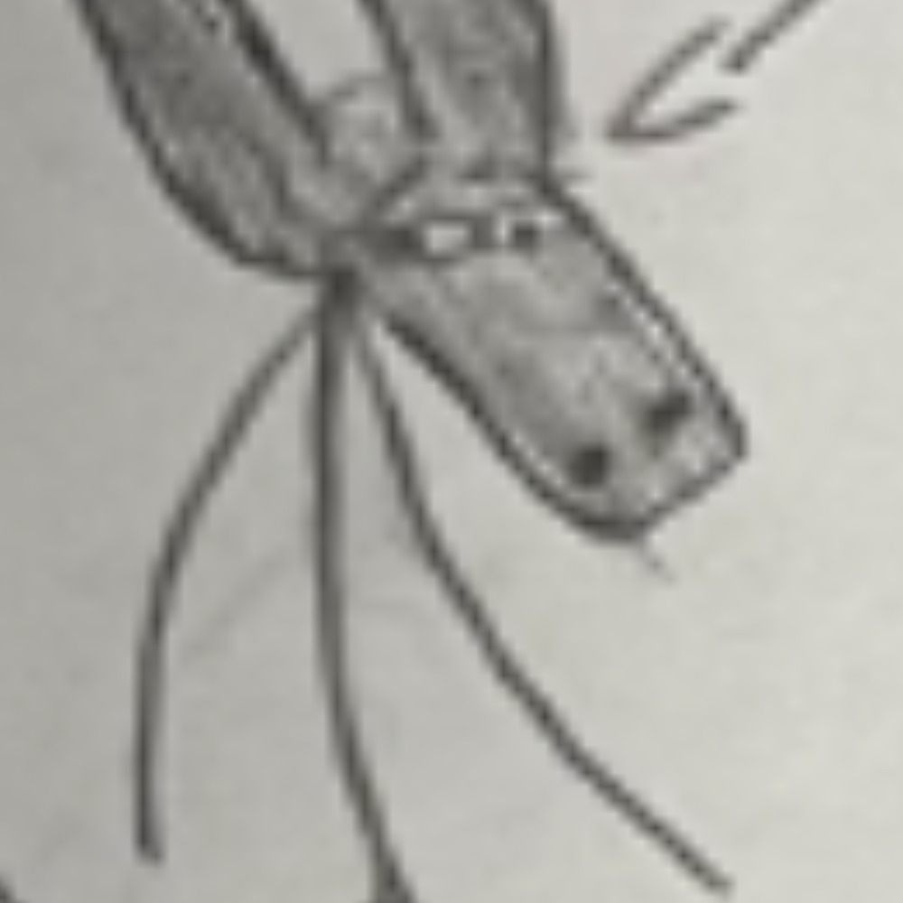 Sai