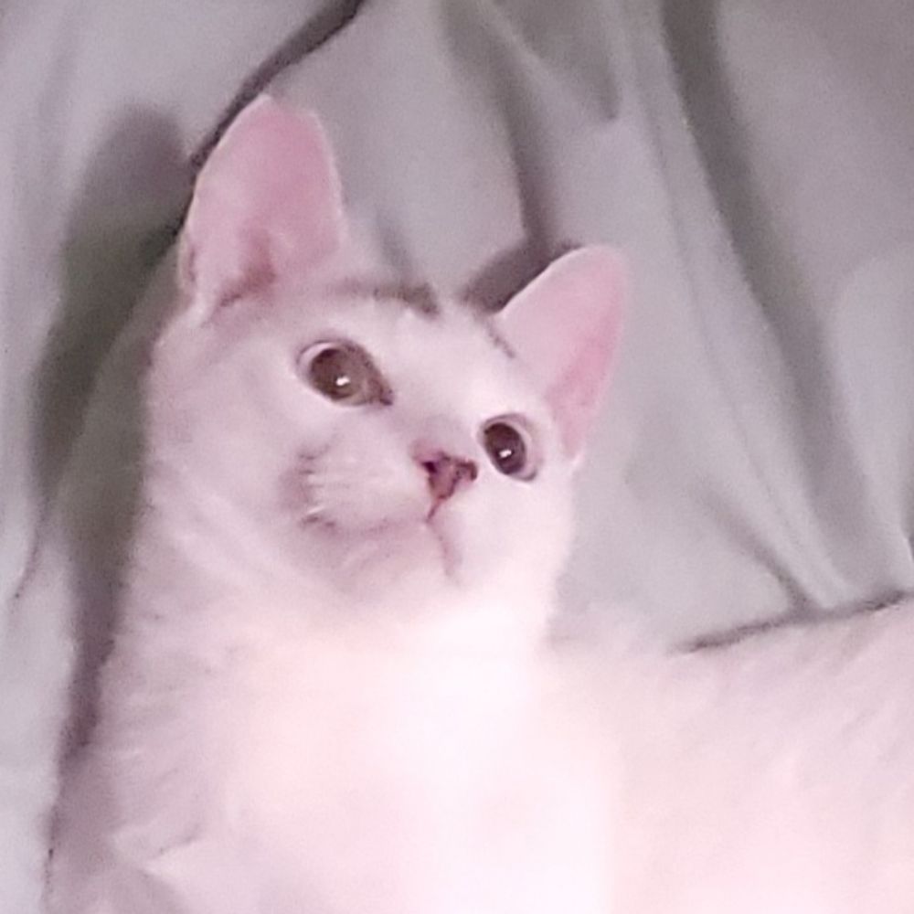 こうめ