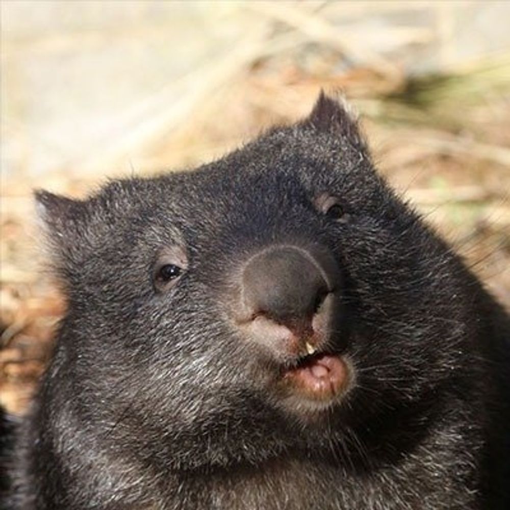 Wombat Tackle
