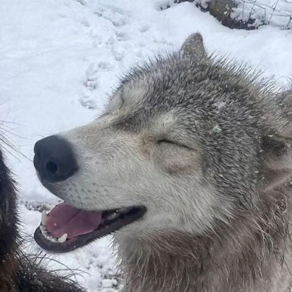 THE woof
