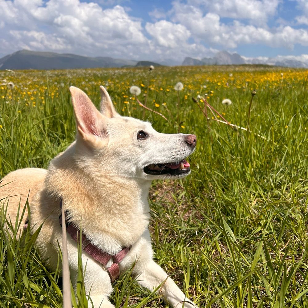 Yukimama🐶