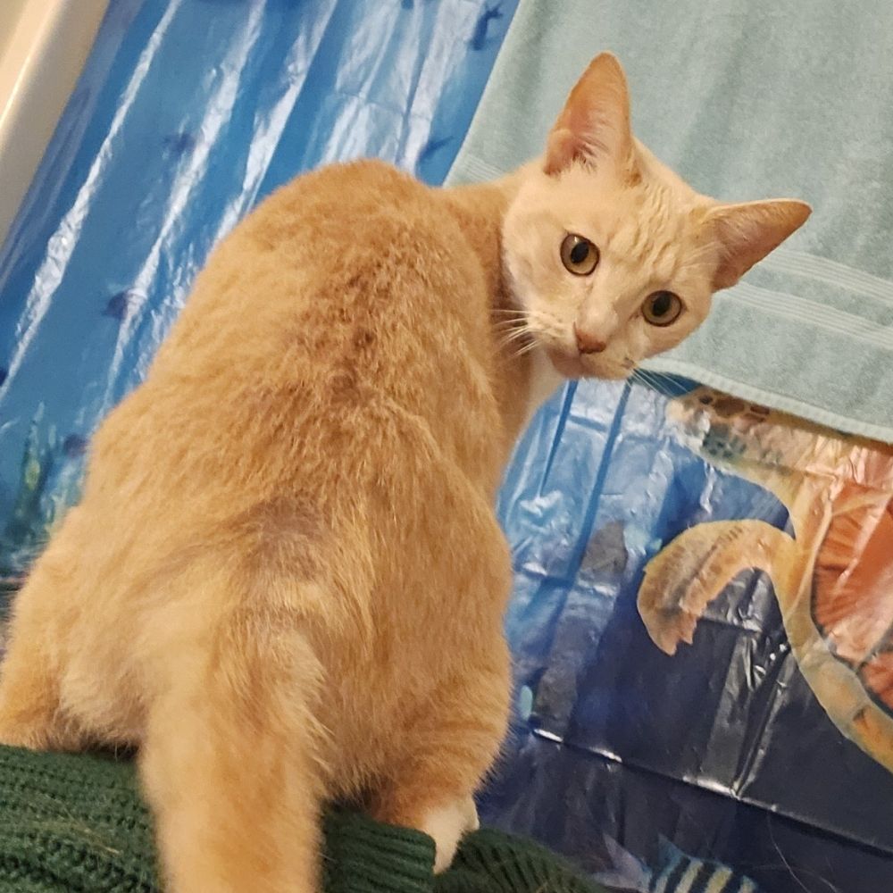 Mae