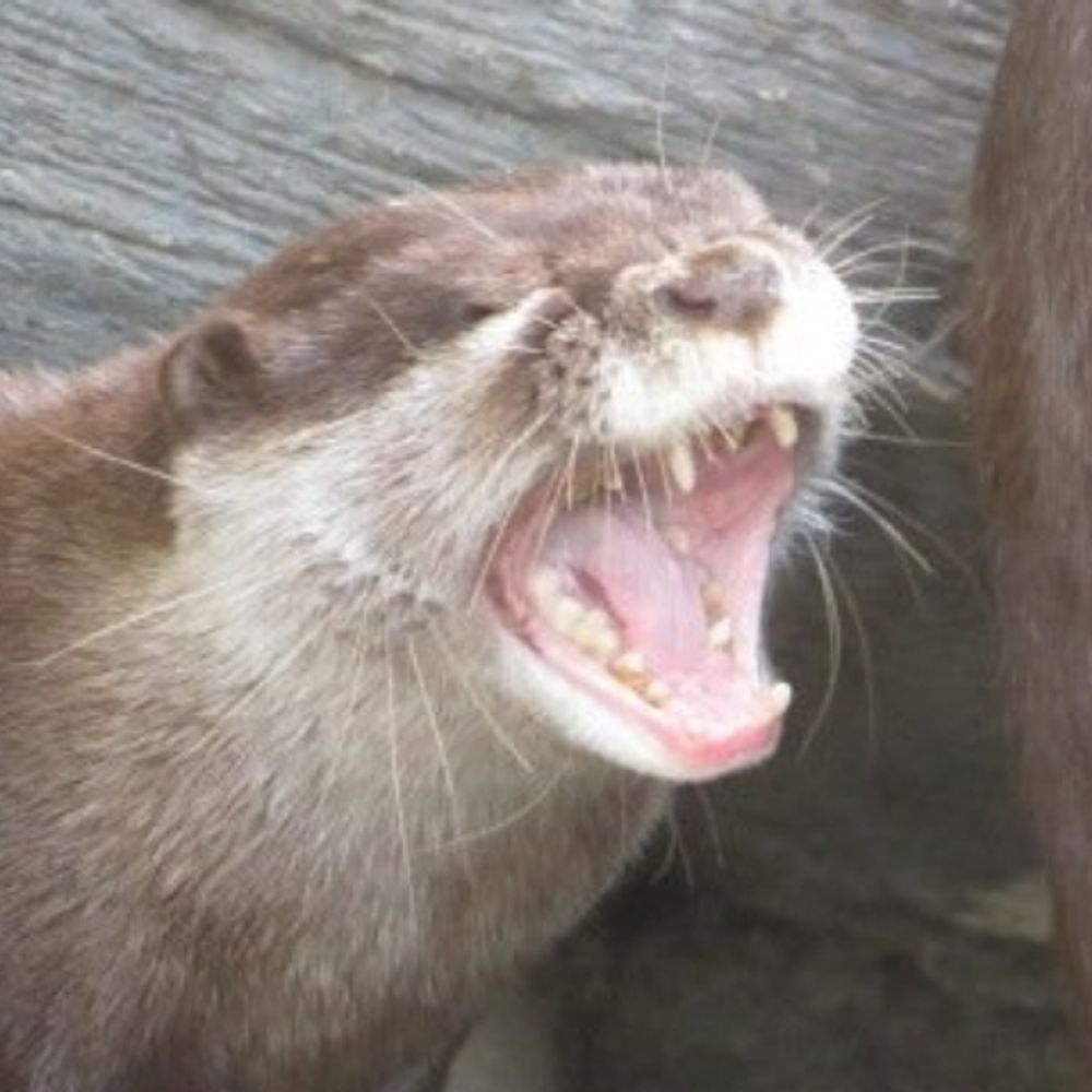 はるのかわうそ