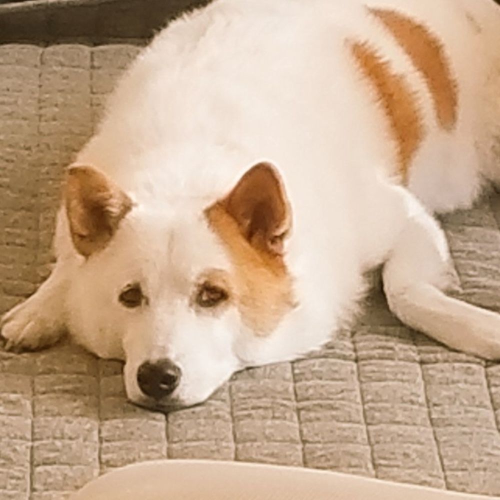 ごるお