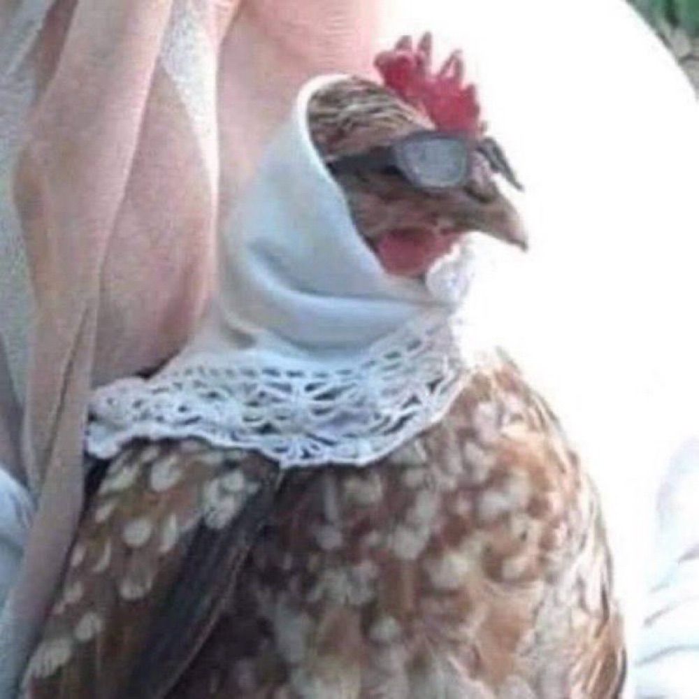 royal cunt