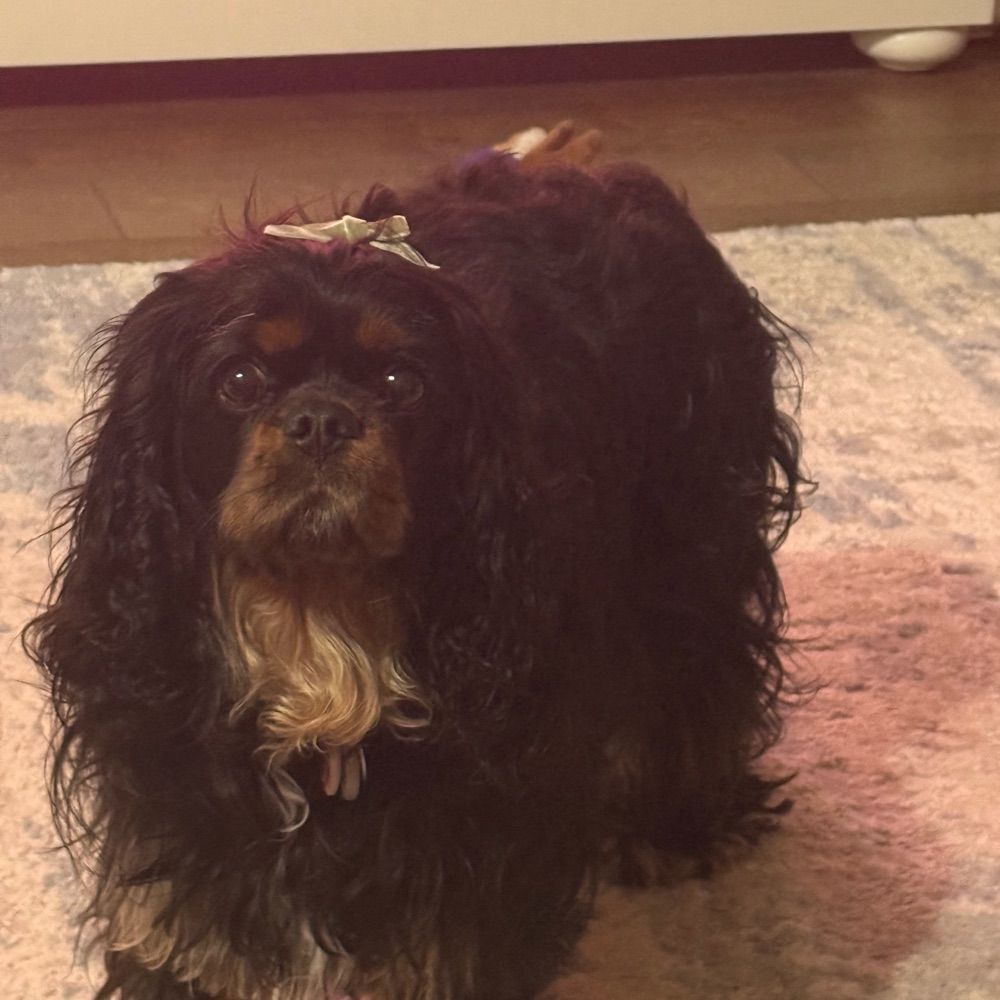 Cavalier Mom
