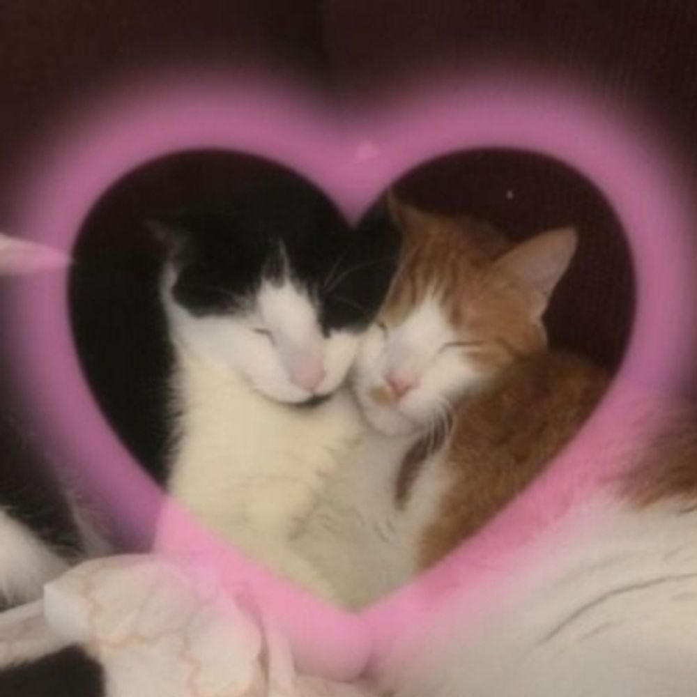 🐈‍⬛