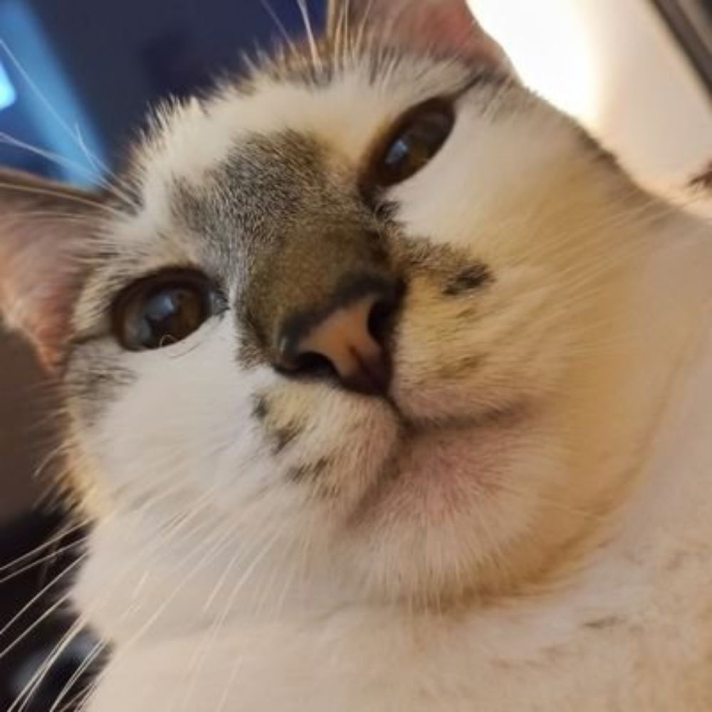 Lu