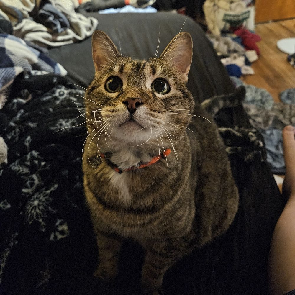 Echo