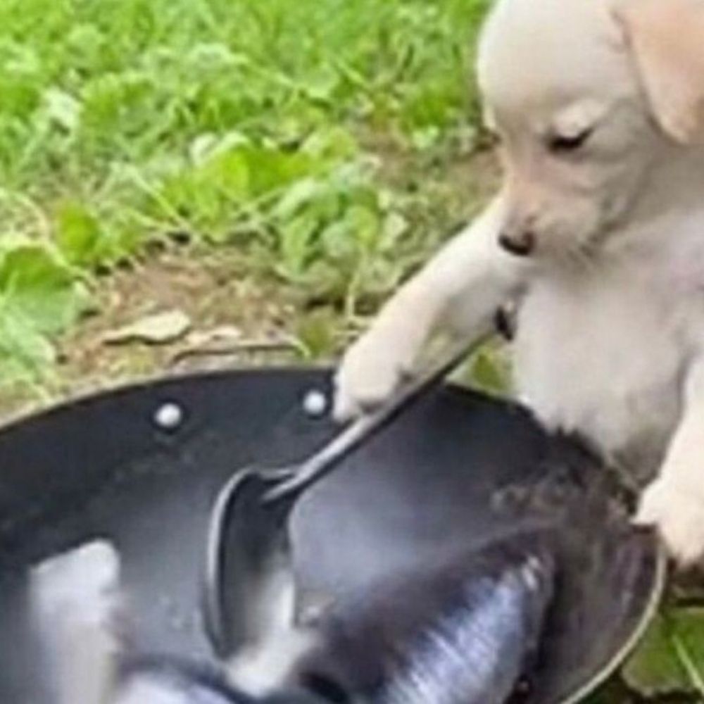 wan