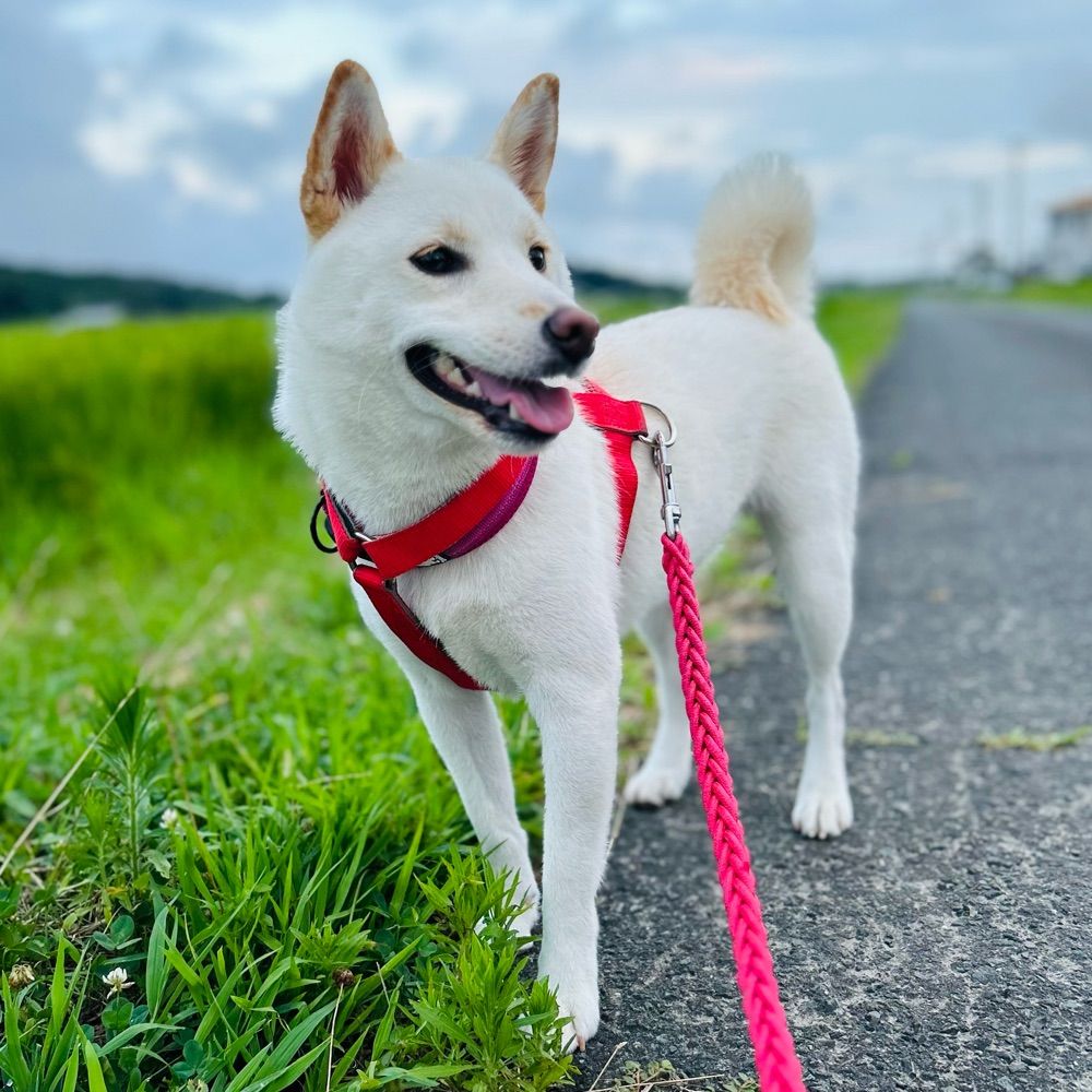モリ