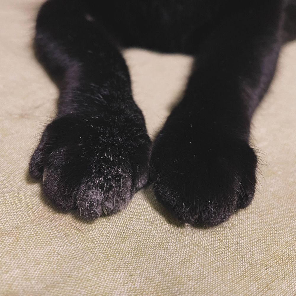 しらす