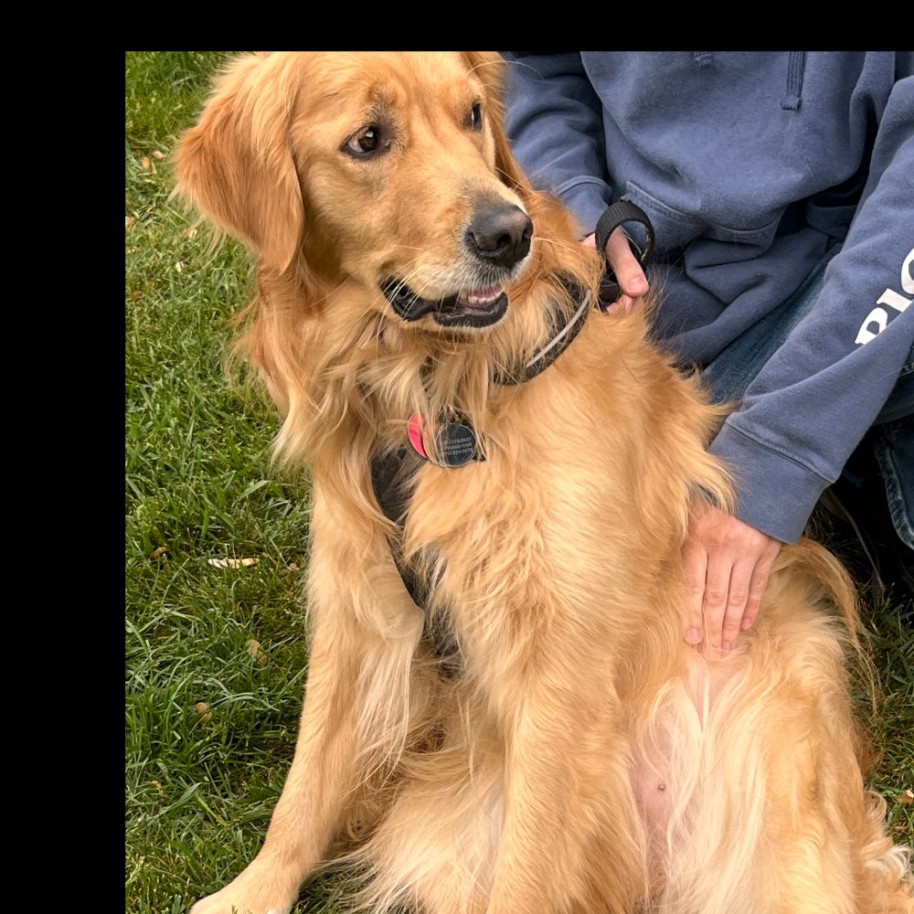 Maizey The Golden Retriever