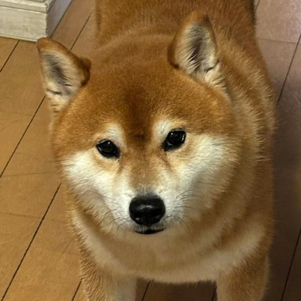 龙蛋