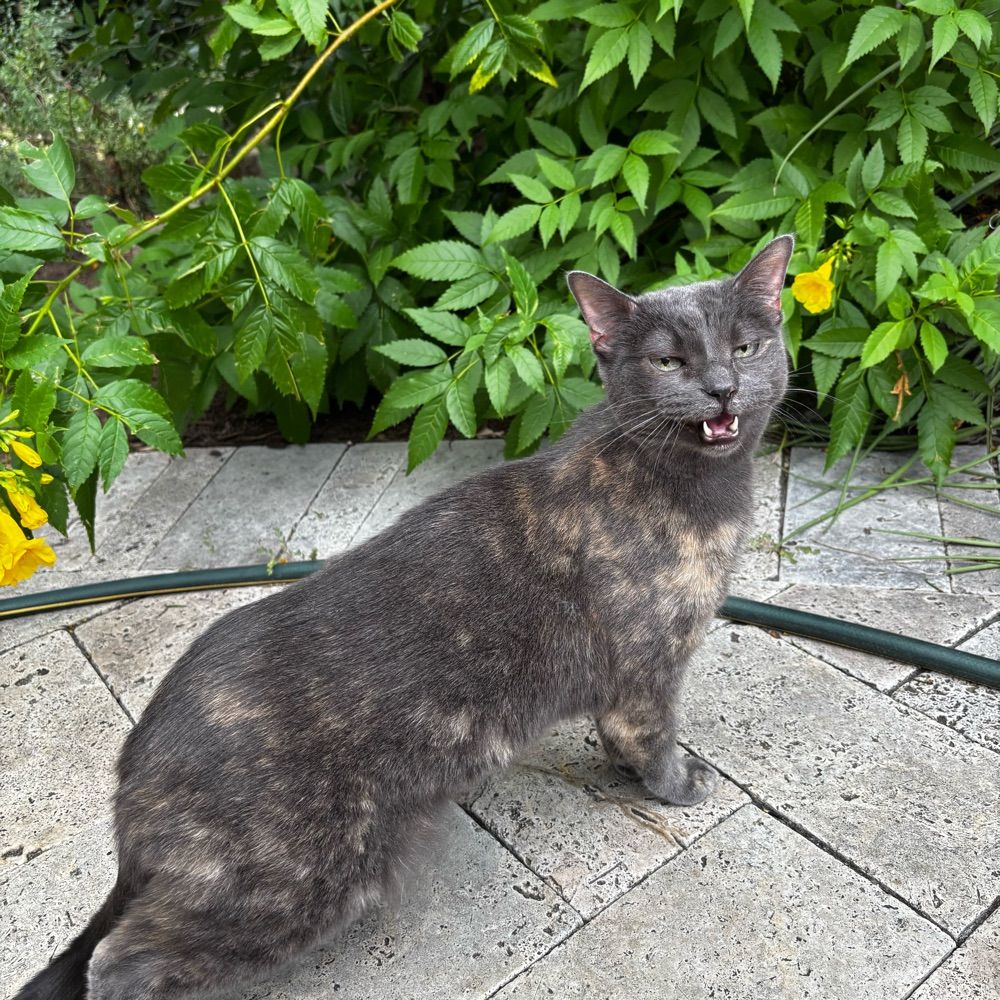 Tam