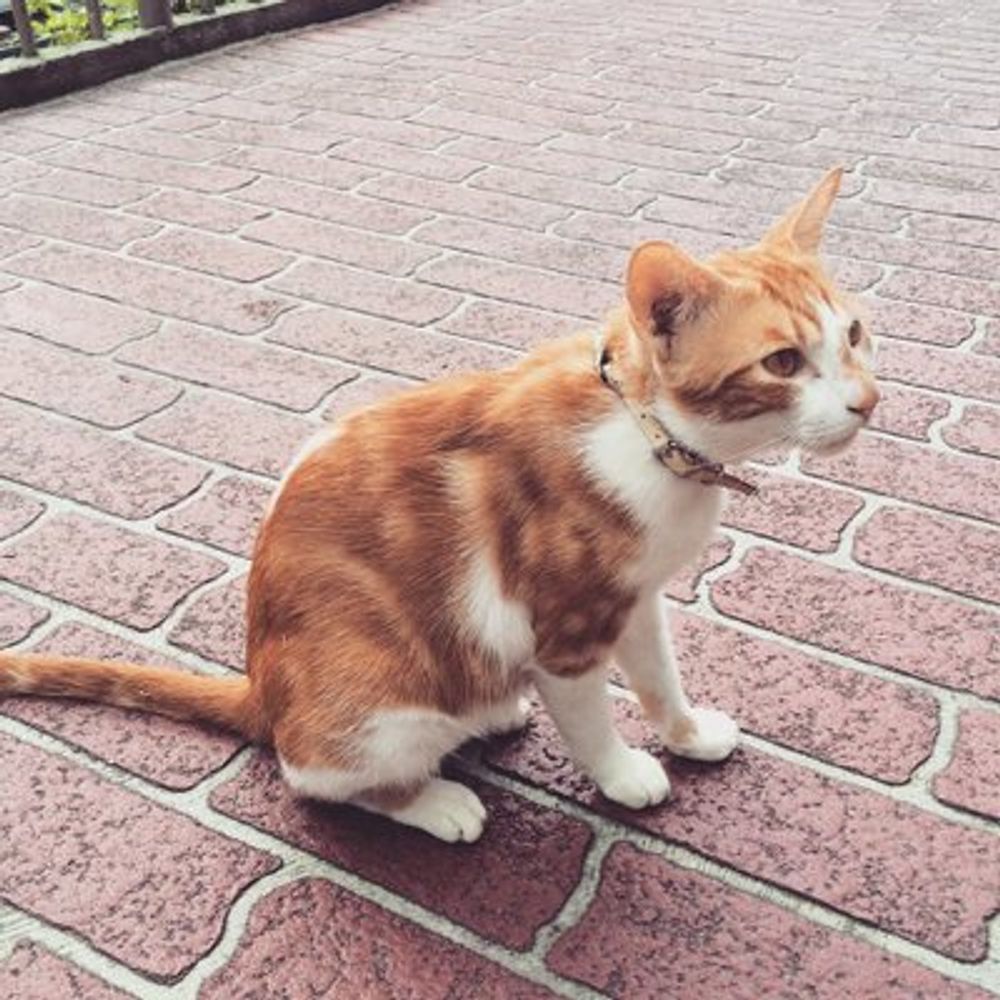 喵⋯⋯喵喵 🐈