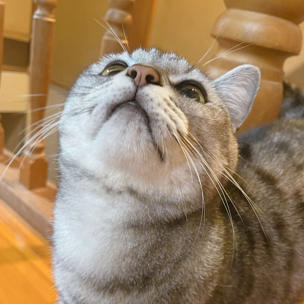 とろろ