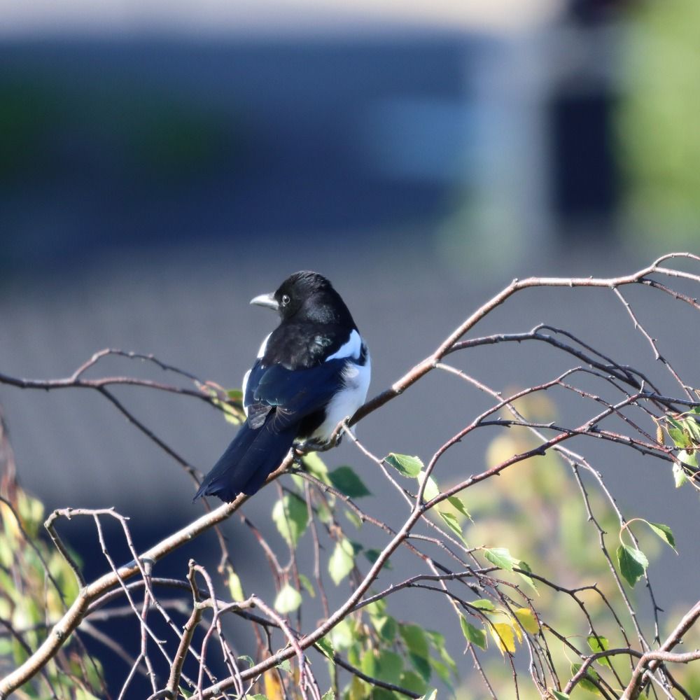 #birds #Oslo