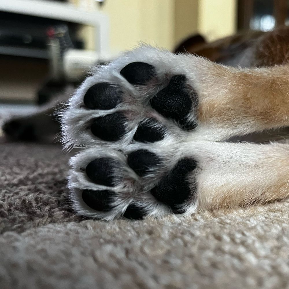 ポンコツなんです