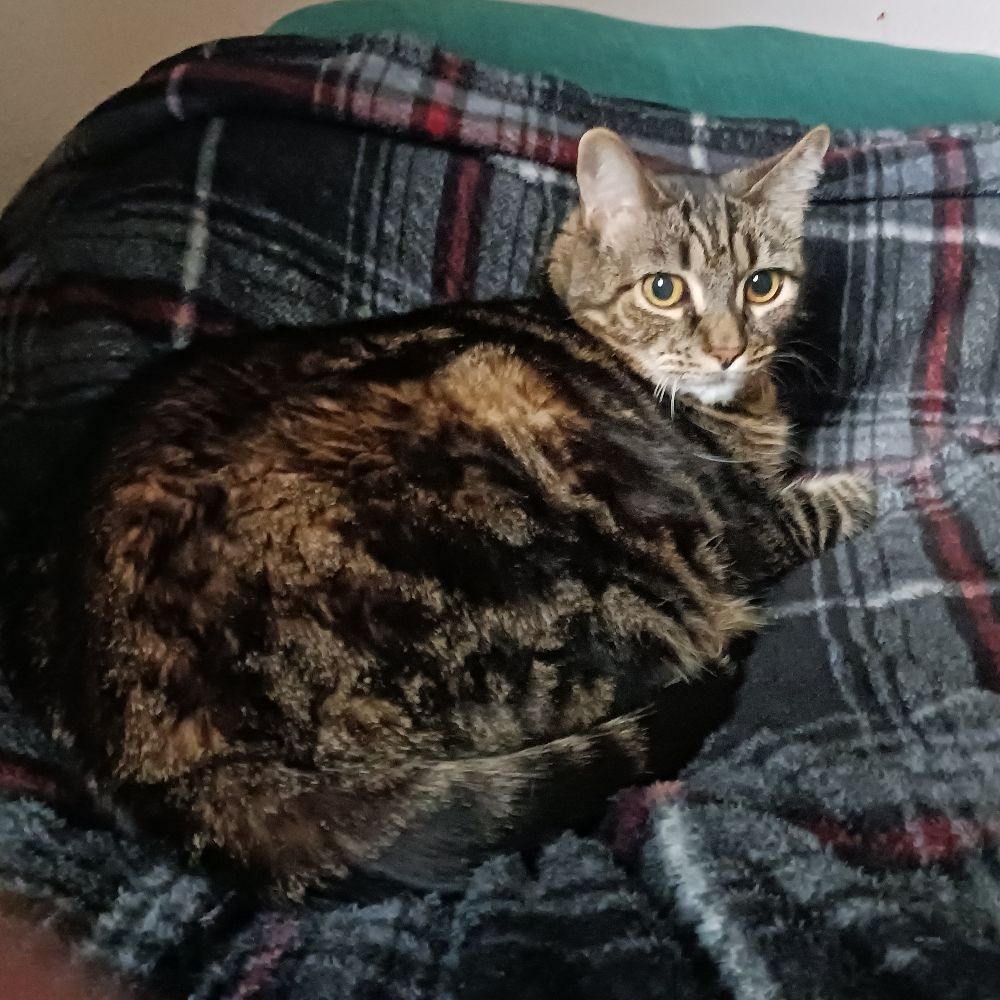 Catsnuggler