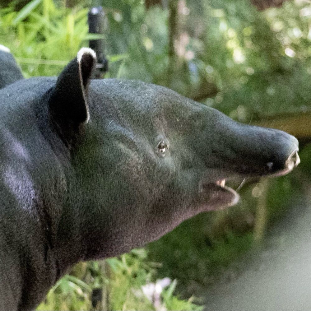 A half-clever Tapir