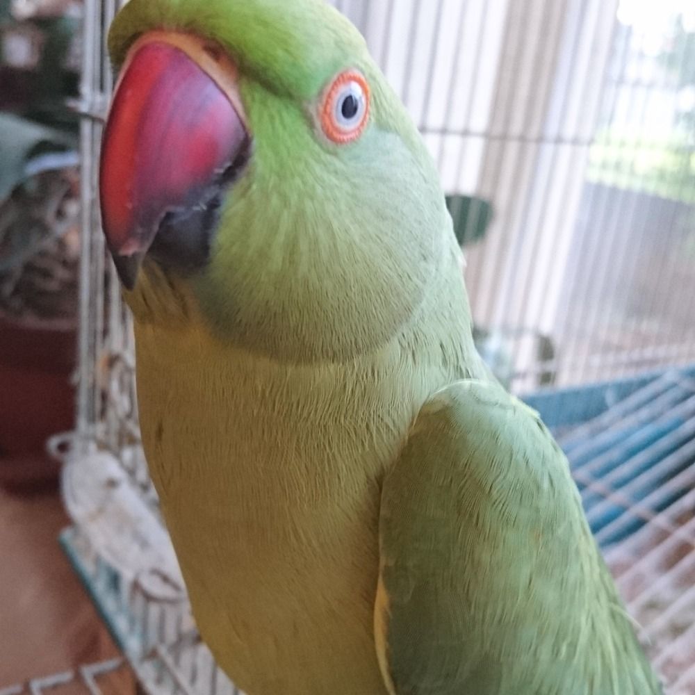 Bannai