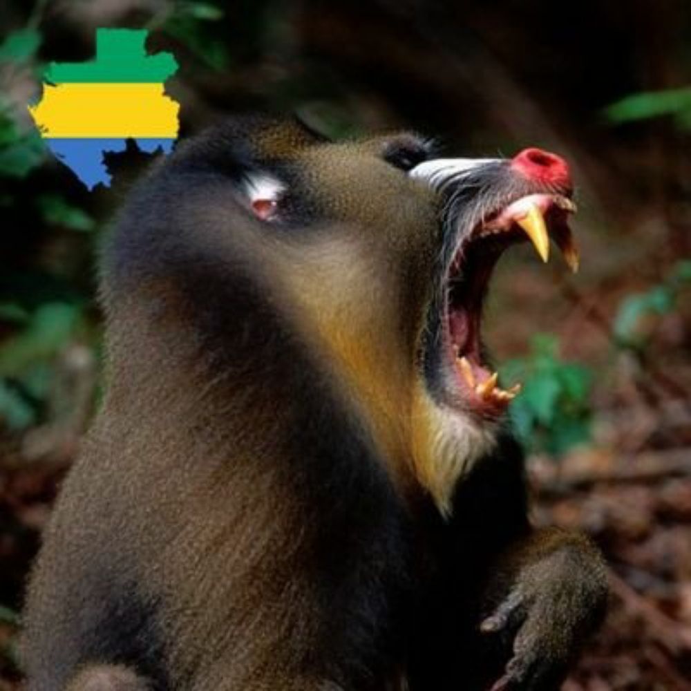 Gabonite 🇬🇦