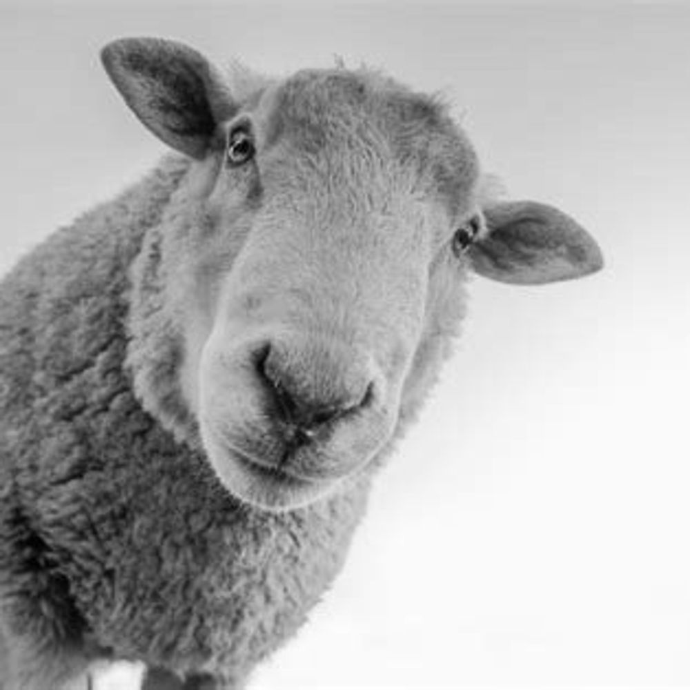 Sheep