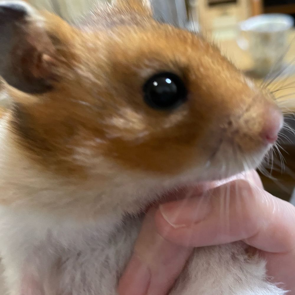 だいふく