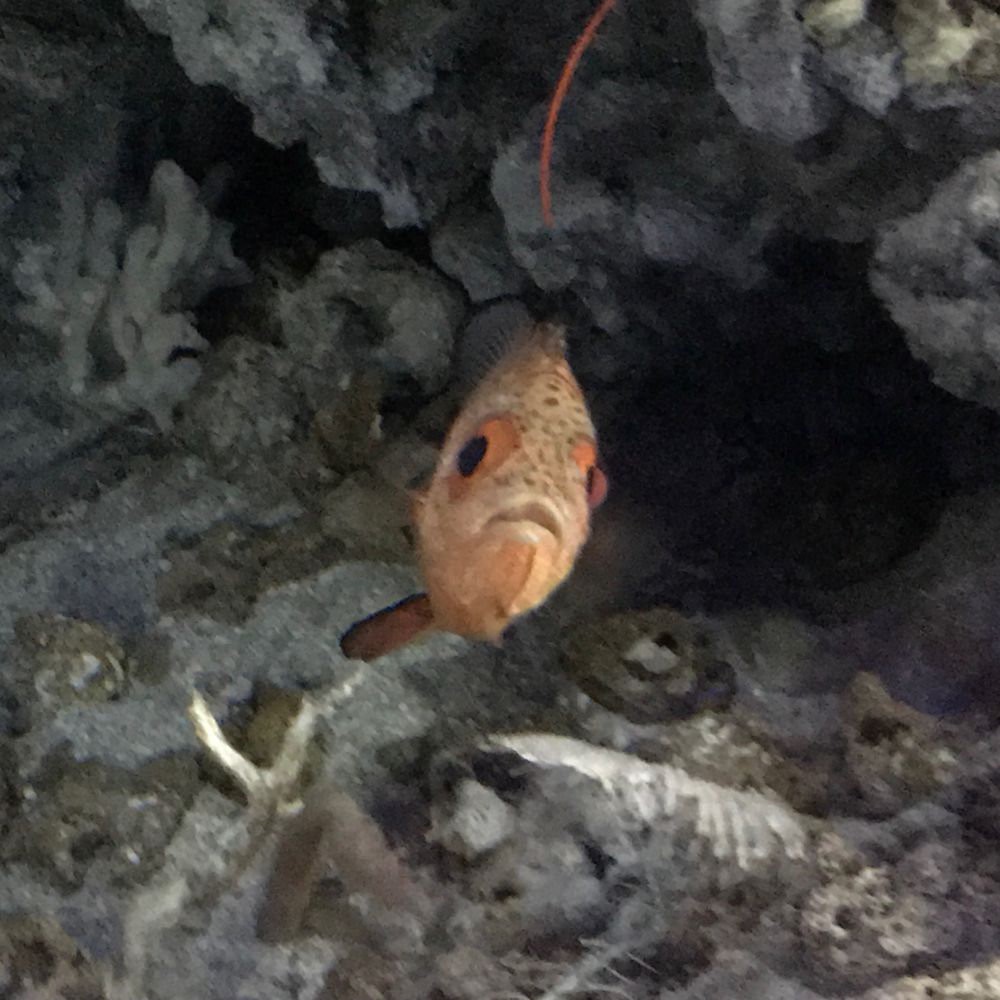 爆速かまぼこ
