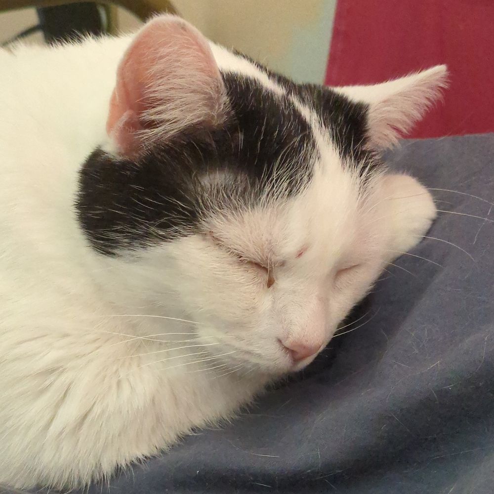 June the Cat