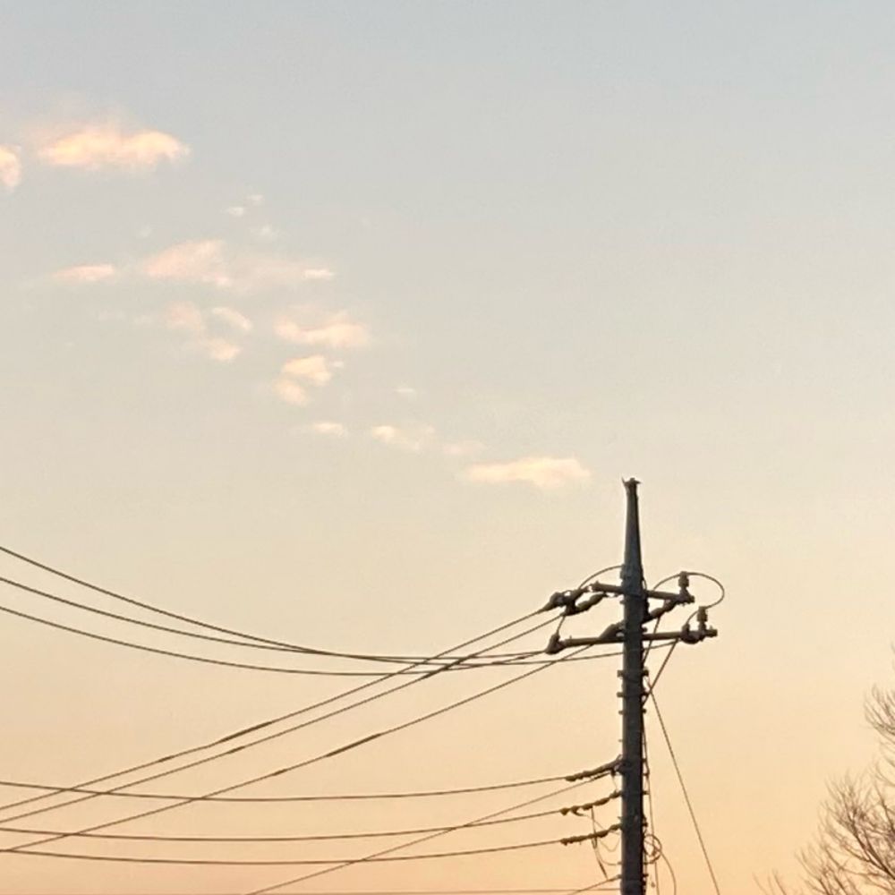 柑橘類